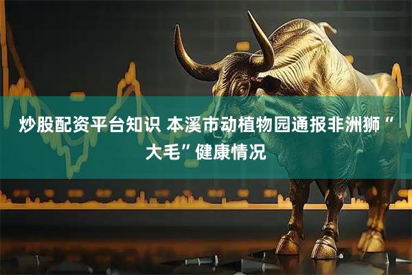 炒股配资平台知识 本溪市动植物园通报非洲狮“大毛”健康情况